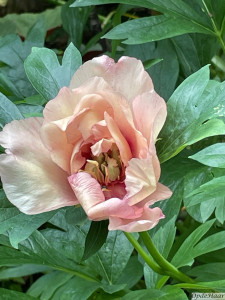Paeonia Canary Brillants     